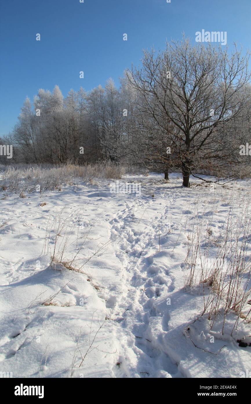 A vertical shot of a snowy natural landscape with trees in Ullerup, Fredericia, Denmark Stock Photo