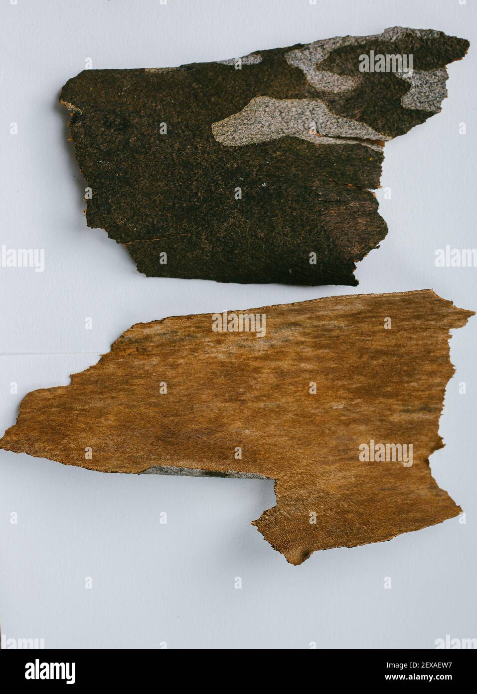 Dried Pieces of Sycamore Bark on a White Background Stock Photo