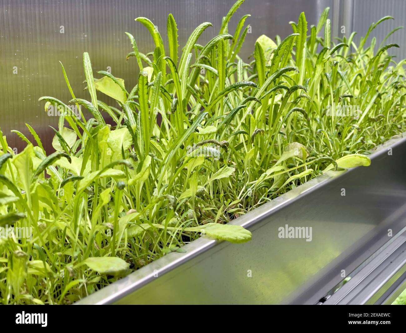 Growing Vegetables and Salad Leaves the Polycarbonate Hightech Indoor