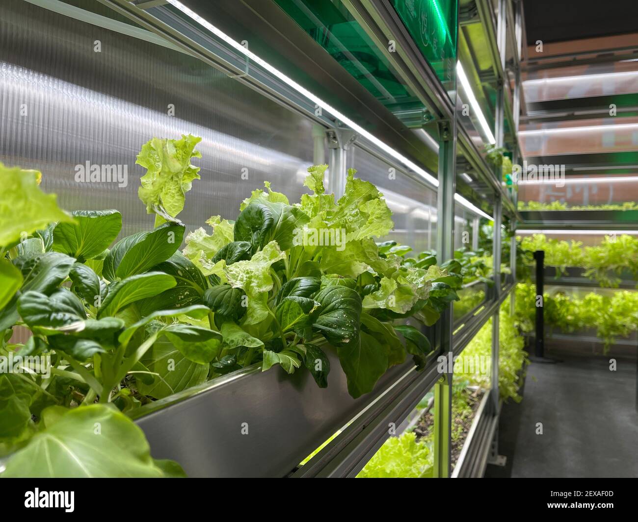 Growing Vegetables and Salad Leaves the Polycarbonate Hightech Indoor