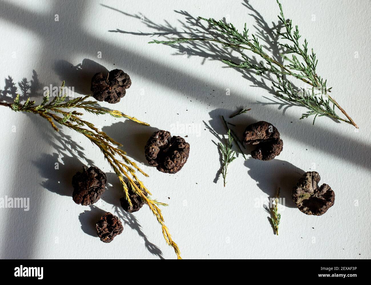 Dried Cedar Apple Rust Galls on a White Background with Shadows Stock Photo