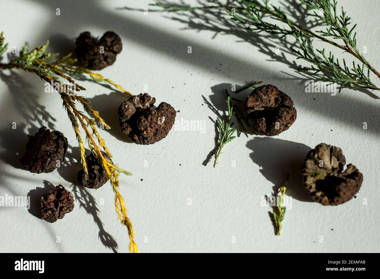 Dried Cedar Apple Rust Galls on a White Background with Shadows Stock Photo