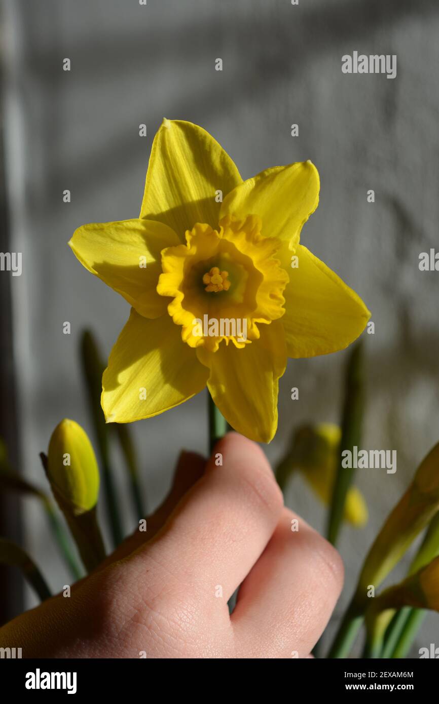 Young woman arranging daffodils in a vase, closeup of stem in hand Stock Photo