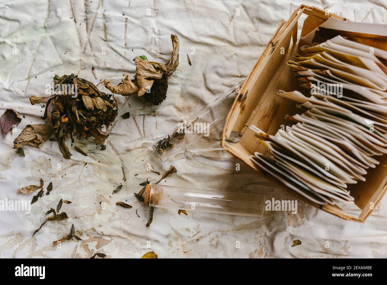 Saving Dried Zinnia Flower Seeds in Various Ways Stock Photo
