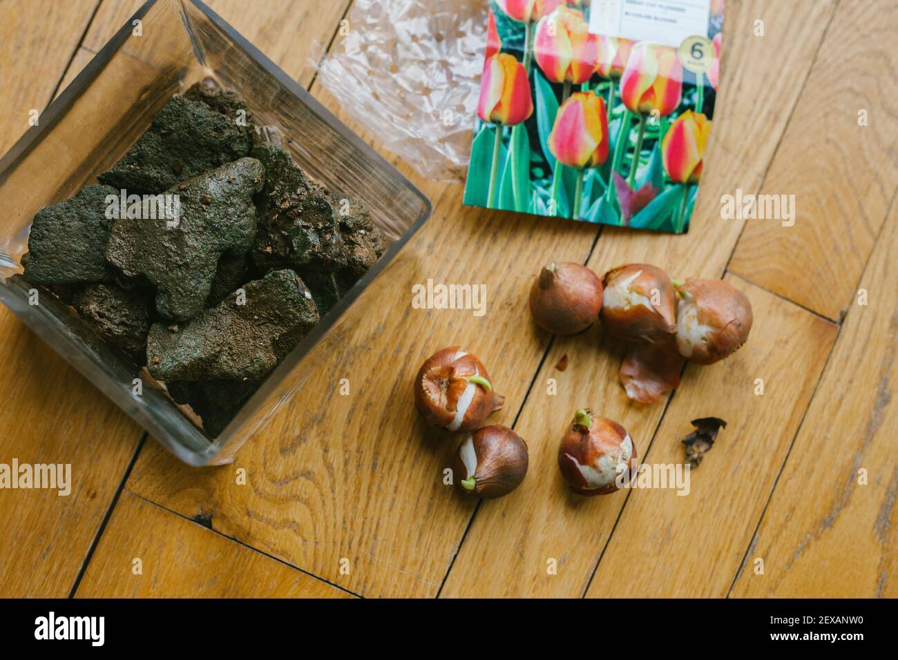 Planting Flower Bulbs in a Glass Vase Stock Photo Alamy