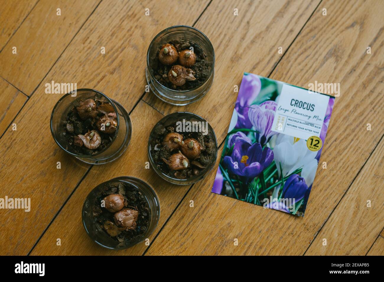 Planting Flower Bulbs in a Glass Vase Stock Photo Alamy