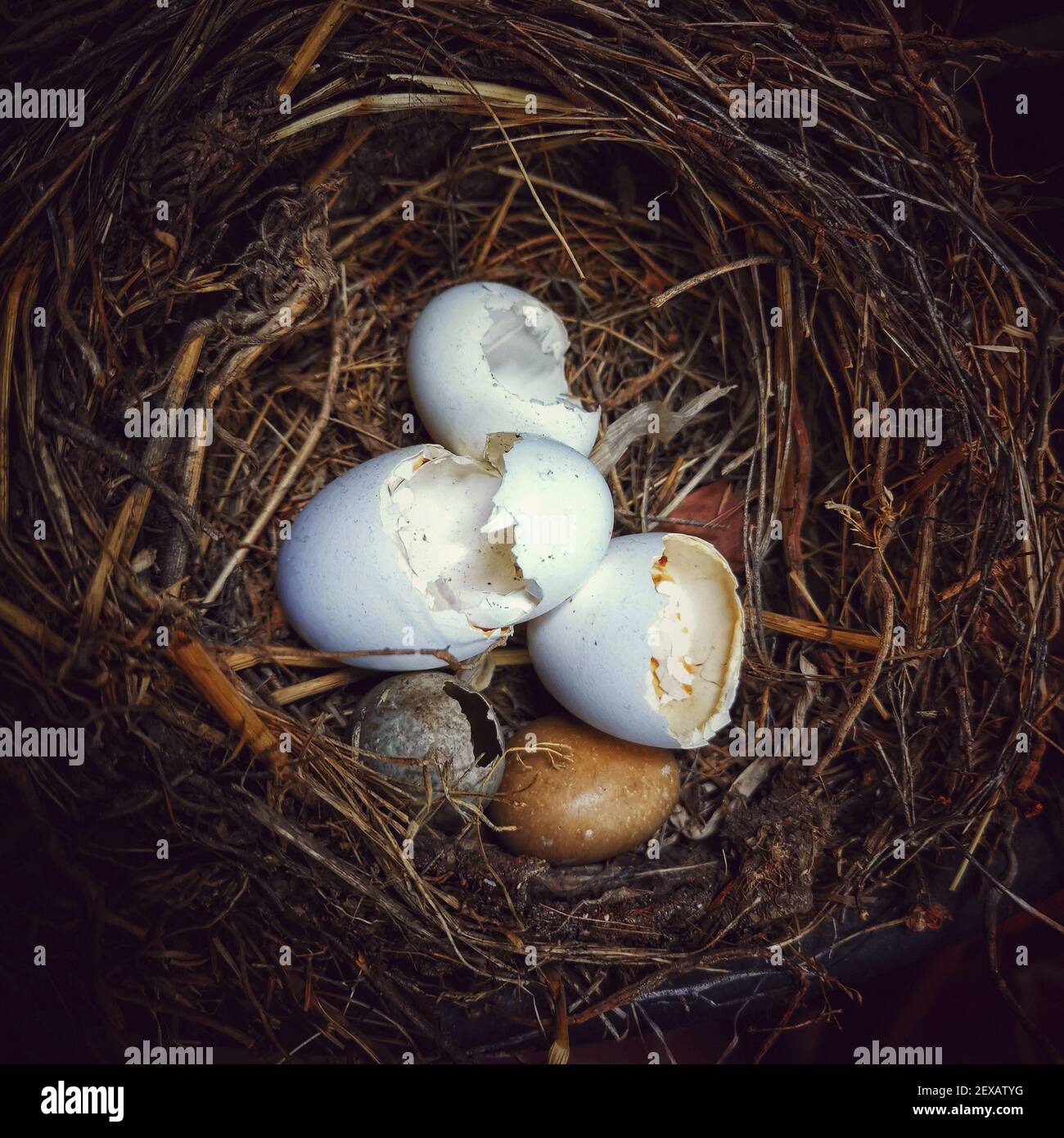 A closeup shot of a nest with empty eggshells Stock Photo