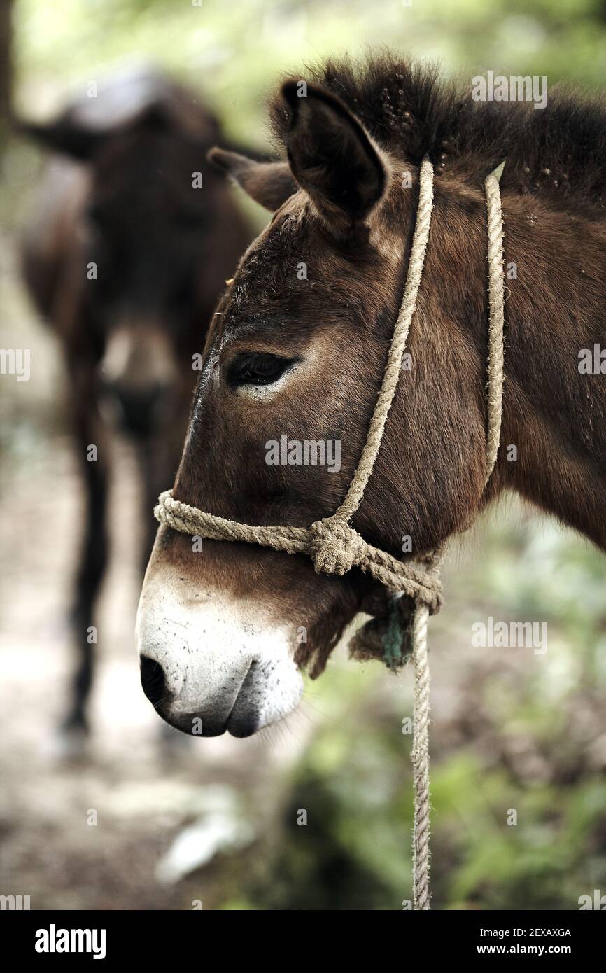 Profile of a donkey on farmland . Stock Photo