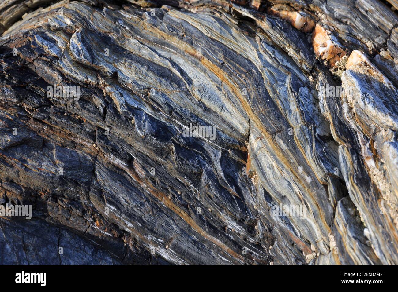 Rock strata background, Roseland Peninsula, Cornwall, UK Stock Photo