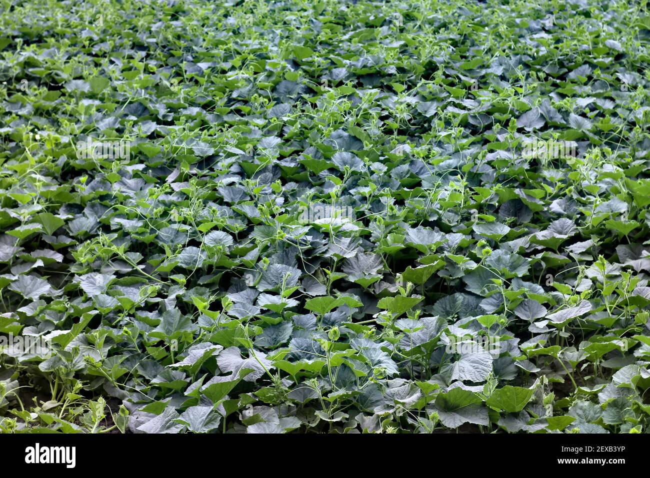 A field of growing Pumpkin plants in the field. Background texture of ...