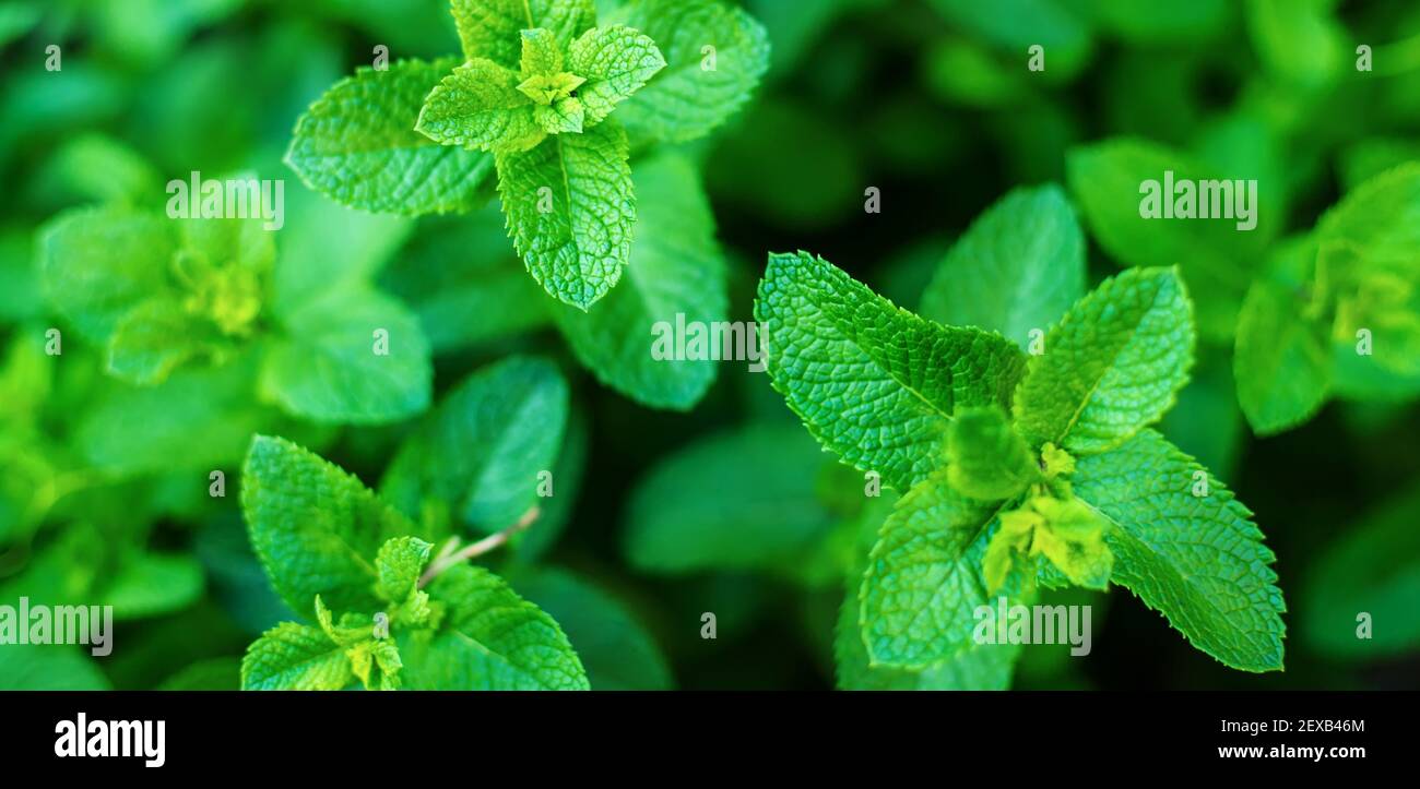 growing mint in a greenhouse. selective focus.nature Stock Photo