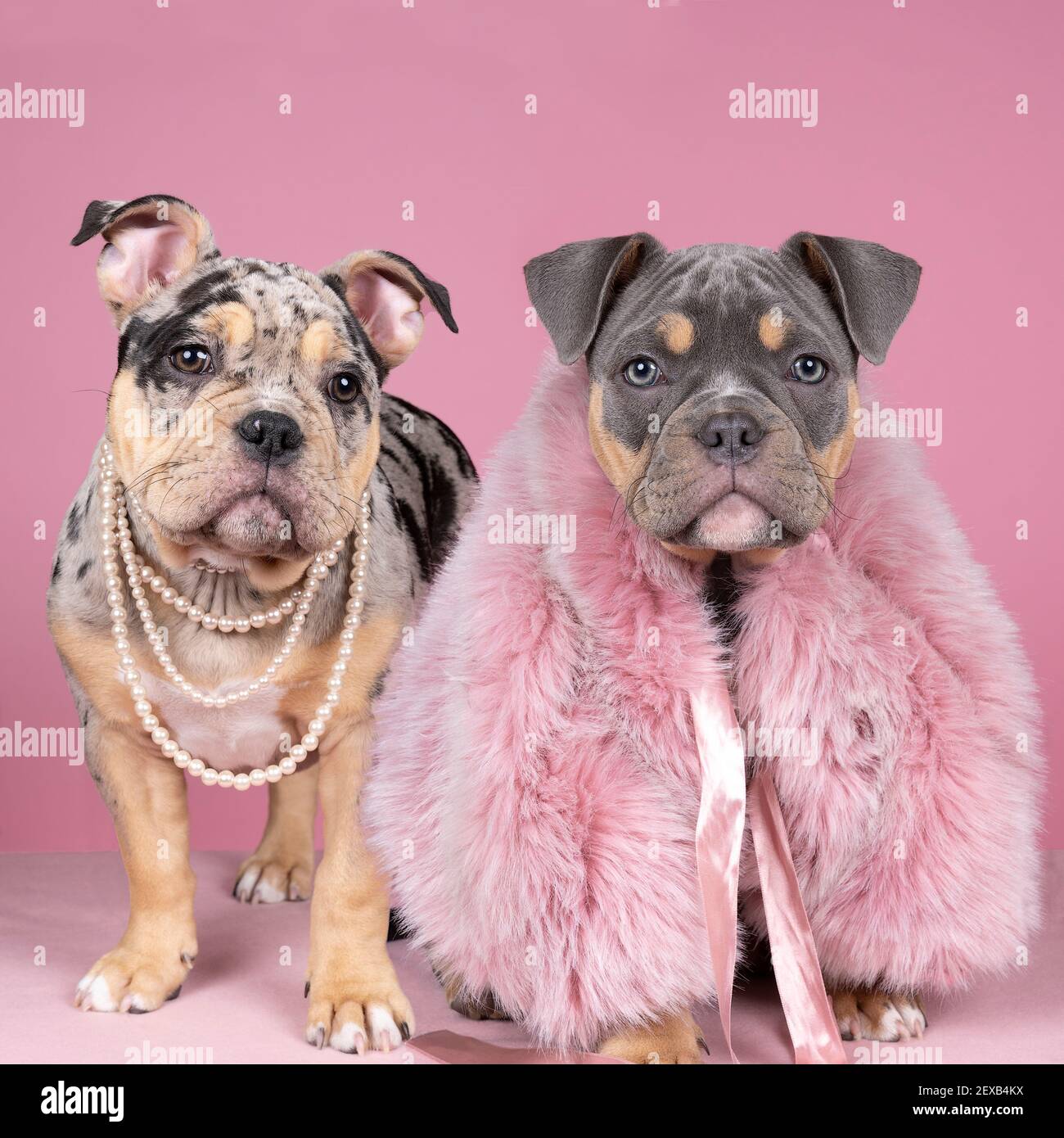 Two old ladies with dog hi-res stock photography and images - Alamy