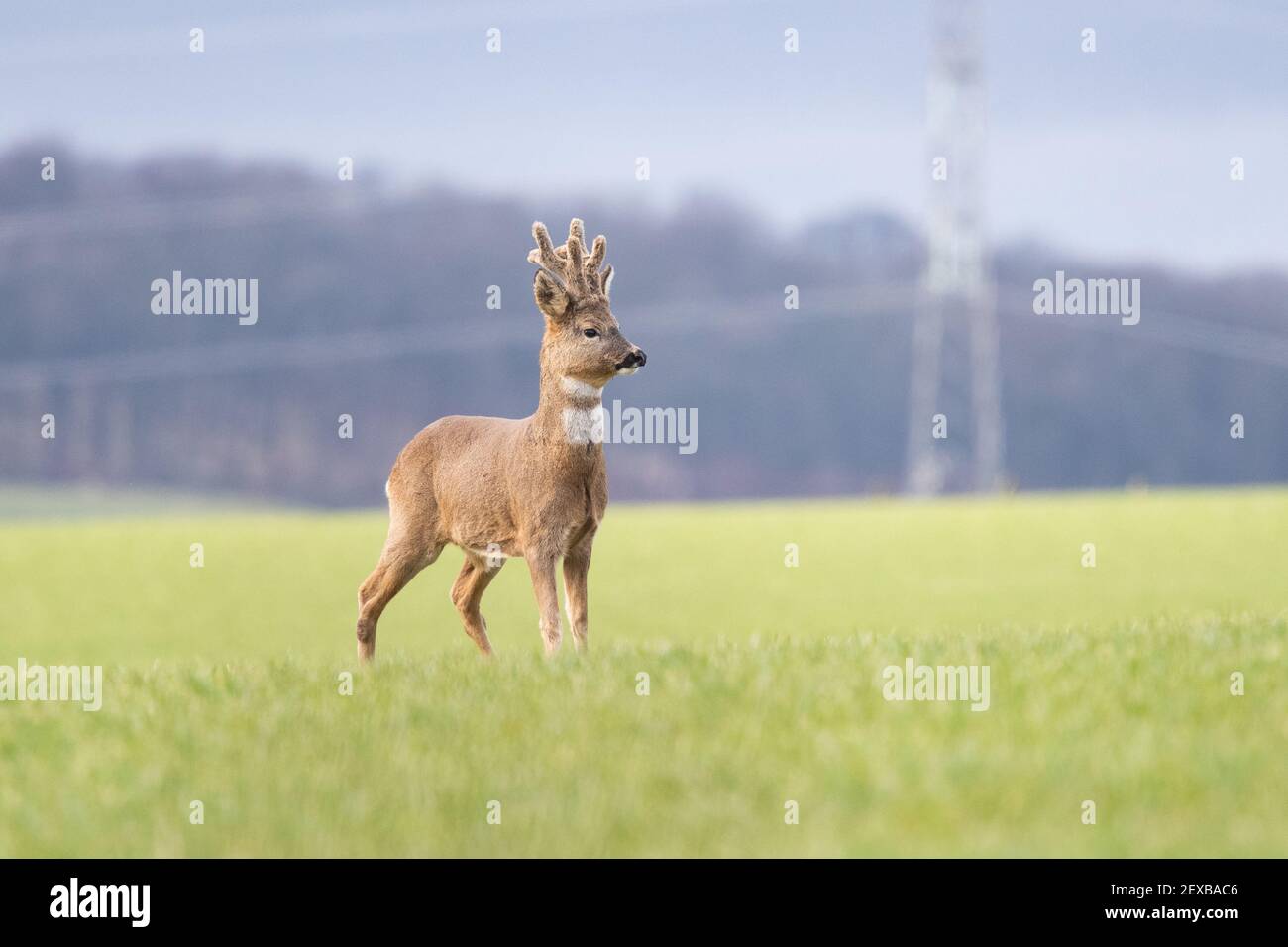 Roe Deer buck (capreolus capreolus) standing in field in March with velvet covered antlers and white gorget patch on neck - Scotland, UK Stock Photo
