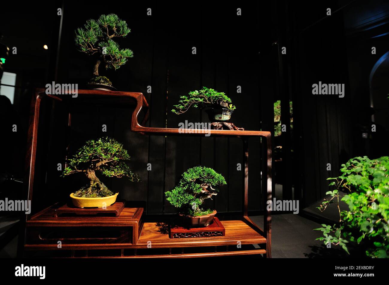 The Artisans Cup, held at the Portland Art Museum in Portland, Ore., from September 25-27, 2015, celebrates the growing art of American Bonsai and all those devoted to excellence in the craft. A 30-year-old Shohin composition, that has been in training for 25 years, from David Knittle is pictured at the exhibit on September 26, 2015. (Photo by Alex Milan Tracy) *** Please Use Credit from Credit Field *** Stock Photo