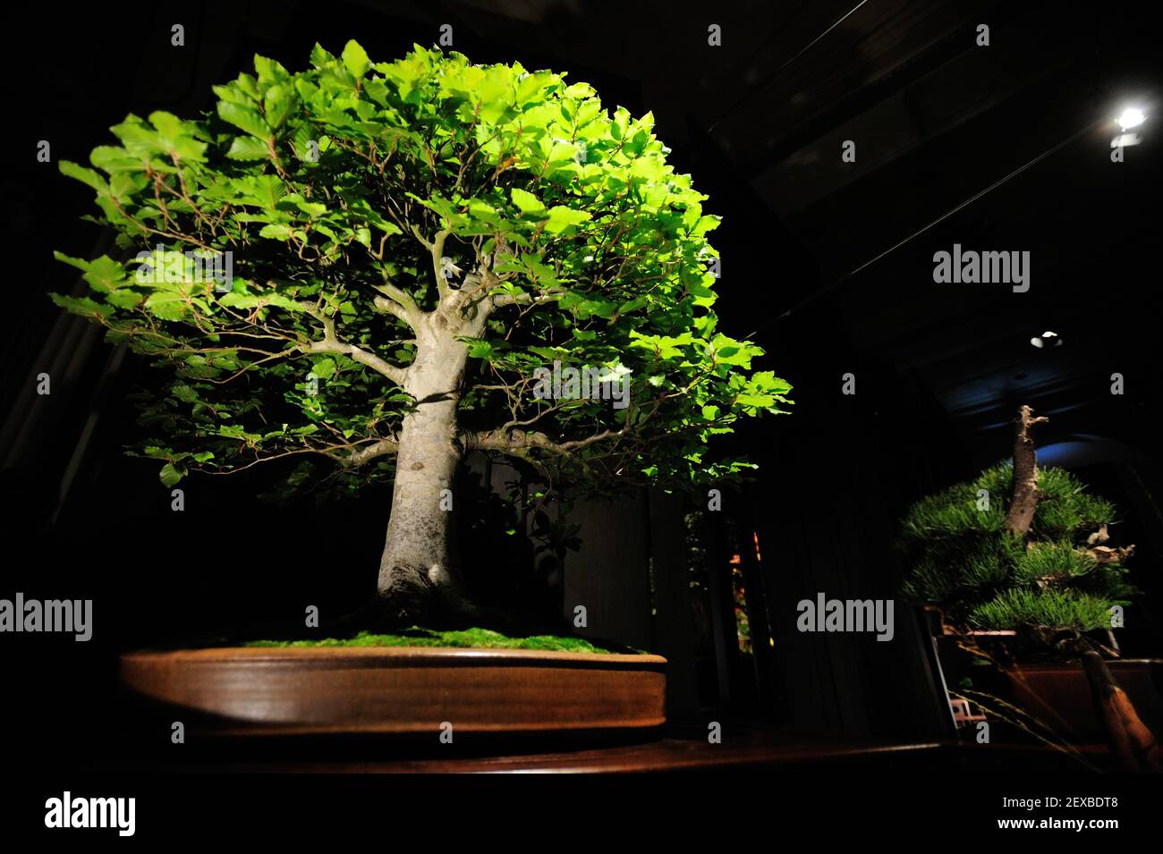 The Artisans Cup, held at the Portland Art Museum in Portland, Ore., from September 25-27, 2015, celebrates the growing art of American Bonsai and all those devoted to excellence in the craft. A 40-year-old European Beech, that has been in training for 20 years, from Scott Elser is pictured at the exhibit on September 26, 2015. (Photo by Alex Milan Tracy) *** Please Use Credit from Credit Field *** Stock Photo