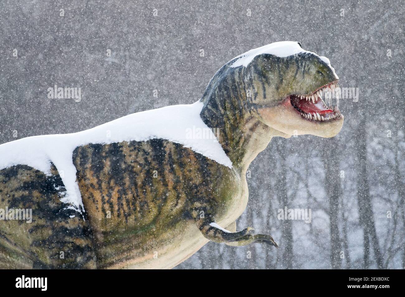T rex dinosaur hi-res stock photography and images - Alamy