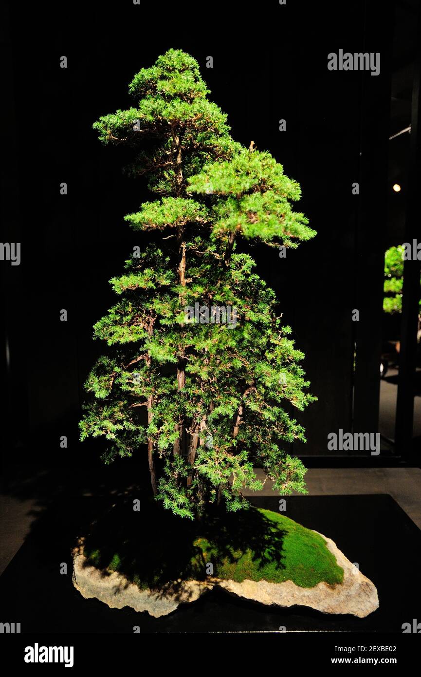 The Artisans Cup, held at the Portland Art Museum in Portland, Ore., from September 25-27, 2015, celebrates the growing art of American Bonsai and all those devoted to excellence in the craft. A 70-year-old Chinese Juniper, that has been in training for 35 years, from Ted Matson is pictured at the exhibit on September 26, 2015. (Photo by Alex Milan Tracy) *** Please Use Credit from Credit Field *** Stock Photo