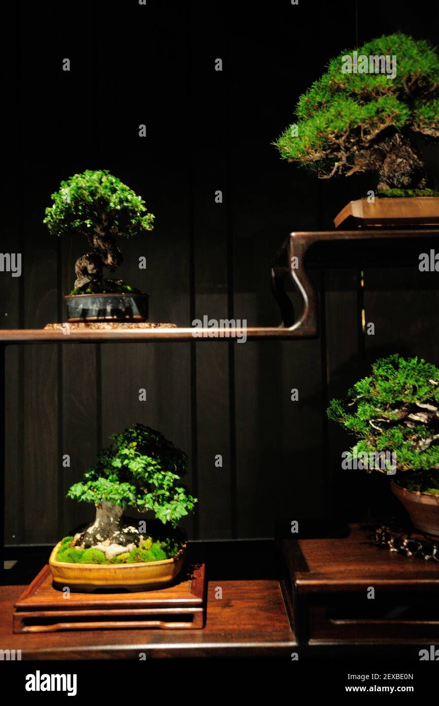 The Artisans Cup, held at the Portland Art Museum in Portland, Ore., from September 25-27, 2015, celebrates the growing art of American Bonsai and all those devoted to excellence in the craft. A Shohin composition from Melvyn Goldstein pictured at the exhibit on September 26, 2015. (Photo by Alex Milan Tracy) *** Please Use Credit from Credit Field *** Stock Photo