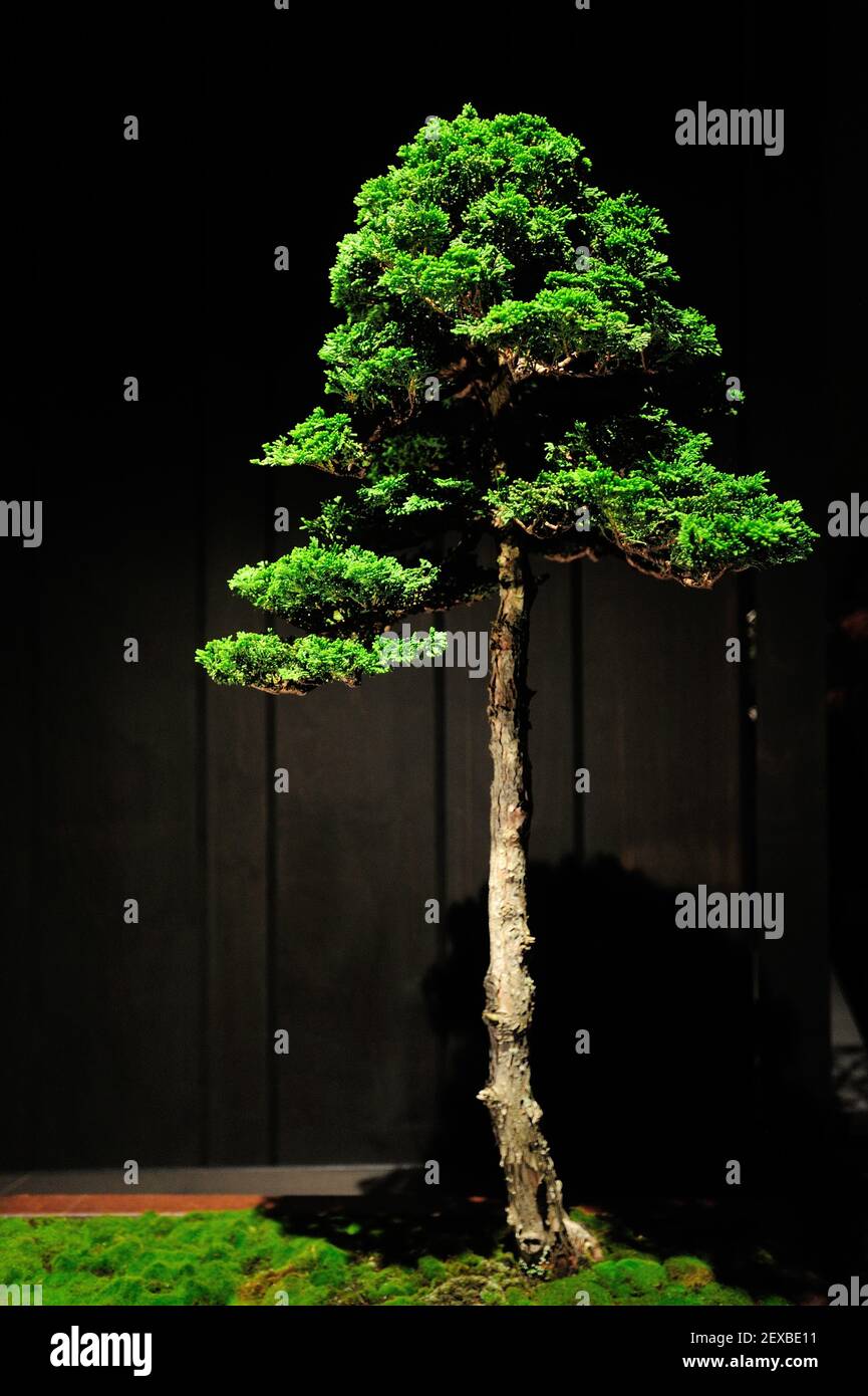 The Artisans Cup, held at the Portland Art Museum in Portland, Ore., from September 25-27, 2015, celebrates the growing art of American Bonsai and all those devoted to excellence in the craft. A 40-year-old Hinoki Cypress, that has been in training for 10 years, from Mike Pollock is pictured at the exhibit on September 26, 2015. (Photo by Alex Milan Tracy) *** Please Use Credit from Credit Field *** Stock Photo
