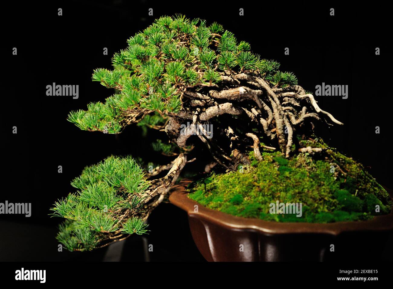 The Artisans Cup, held at the Portland Art Museum in Portland, Ore., from September 25-27, 2015, celebrates the growing art of American Bonsai and all those devoted to excellence in the craft. A 40-50-year-old Japanese White Pine from Konnor Jenson is pictured at the exhibit on September 26, 2015. (Photo by Alex Milan Tracy) *** Please Use Credit from Credit Field *** Stock Photo