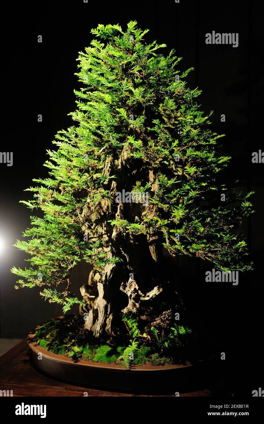 The Artisans Cup, held at the Portland Art Museum in Portland, Ore., from September 25-27, 2015, celebrates the growing art of American Bonsai and all those devoted to excellence in the craft. A 100-year-old Coastal Redwood, that has been in training for 18 years, from Bob Shimon is pictured at the exhibit on September 26, 2015. (Photo by Alex Milan Tracy) *** Please Use Credit from Credit Field *** Stock Photo