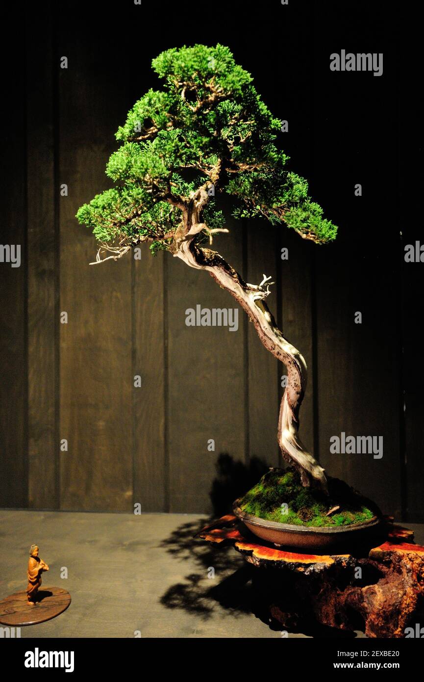 The Artisans Cup, held at the Portland Art Museum in Portland, Ore., from September 25-27, 2015, celebrates the growing art of American Bonsai and all those devoted to excellence in the craft. A Chinese Juniper (age unknown), that has been in training for 23 years, from Robert Laws is pictured at the exhibit on September 26, 2015. (Photo by Alex Milan Tracy) *** Please Use Credit from Credit Field *** Stock Photo
