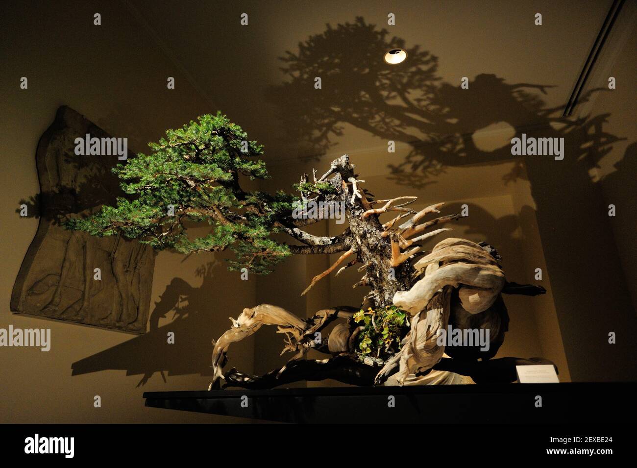 The Artisans Cup, held at the Portland Art Museum in Portland, Ore., from September 25-27, 2015, celebrates the growing art of American Bonsai and all those devoted to excellence in the craft. An Engelmann Spruce from Ryan Neil, founder of The Artisans Cup, pictured at the exhibit on September 26, 2015. (Photo by Alex Milan Tracy) *** Please Use Credit from Credit Field *** Stock Photo