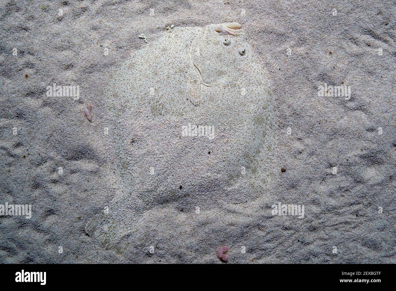 Turbot flat fish underwater hiding in the sand Stock Photo