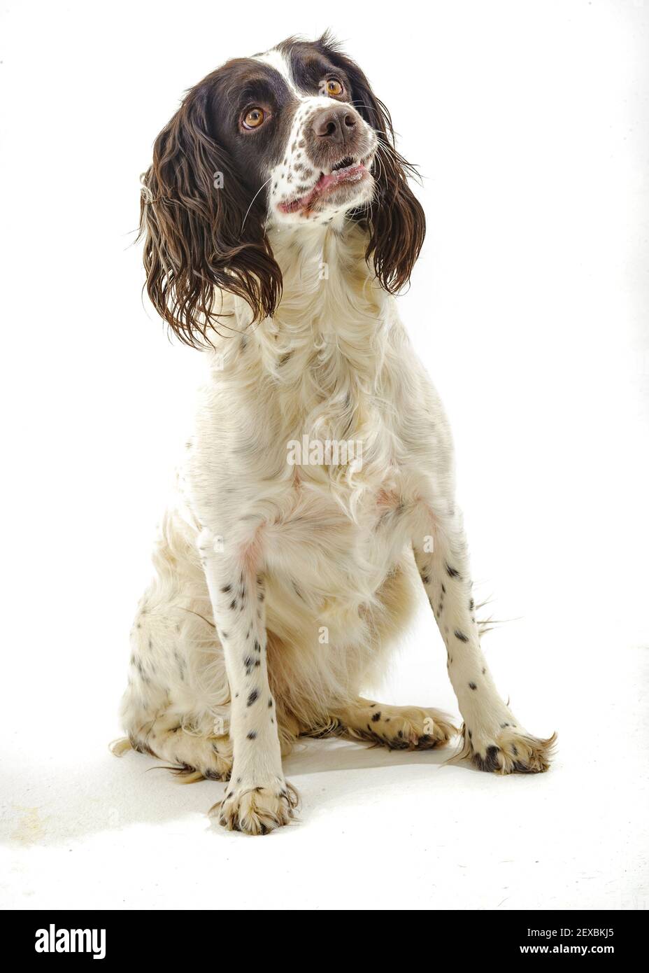 An English Springer Spaniel, a working gundog breed, against a white background photographed in a studio Stock Photo