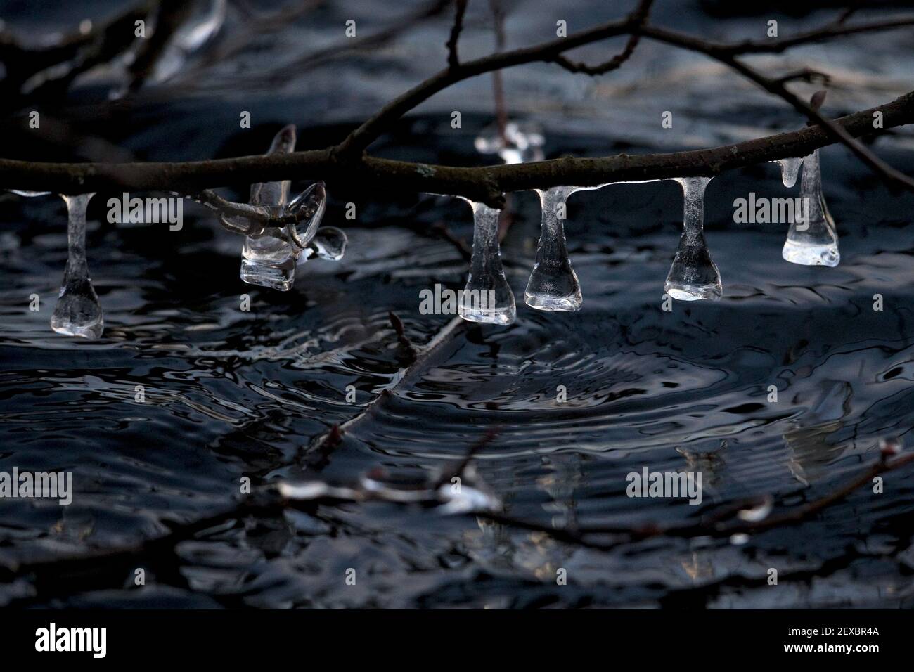 Icicles Whitlingham CP Stock Photo