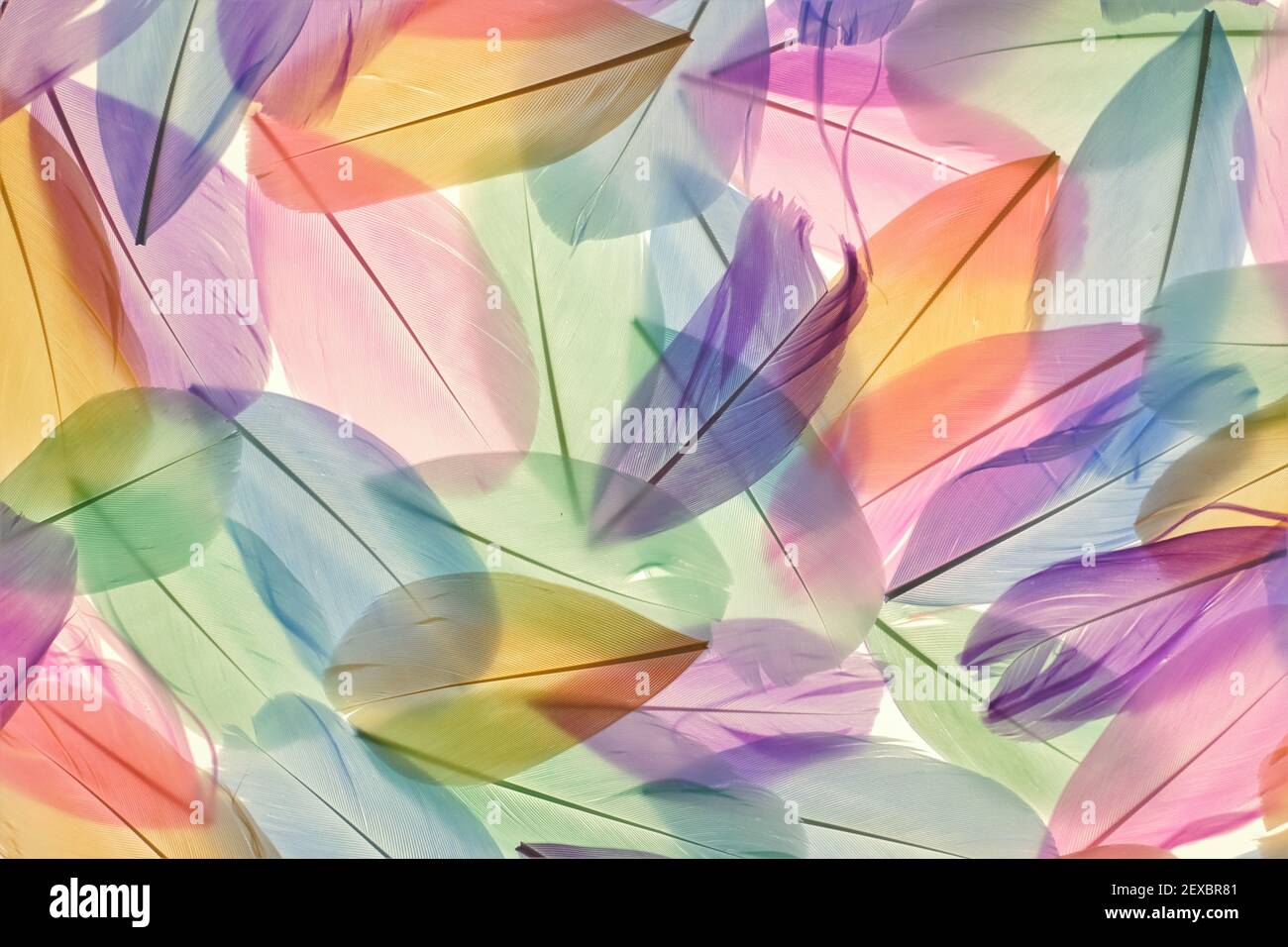 Feathers multicolored background in pastel colors. Feathers pattern. Natural pastel feathers set in muted colors.Beautiful natural feathers surface Stock Photo