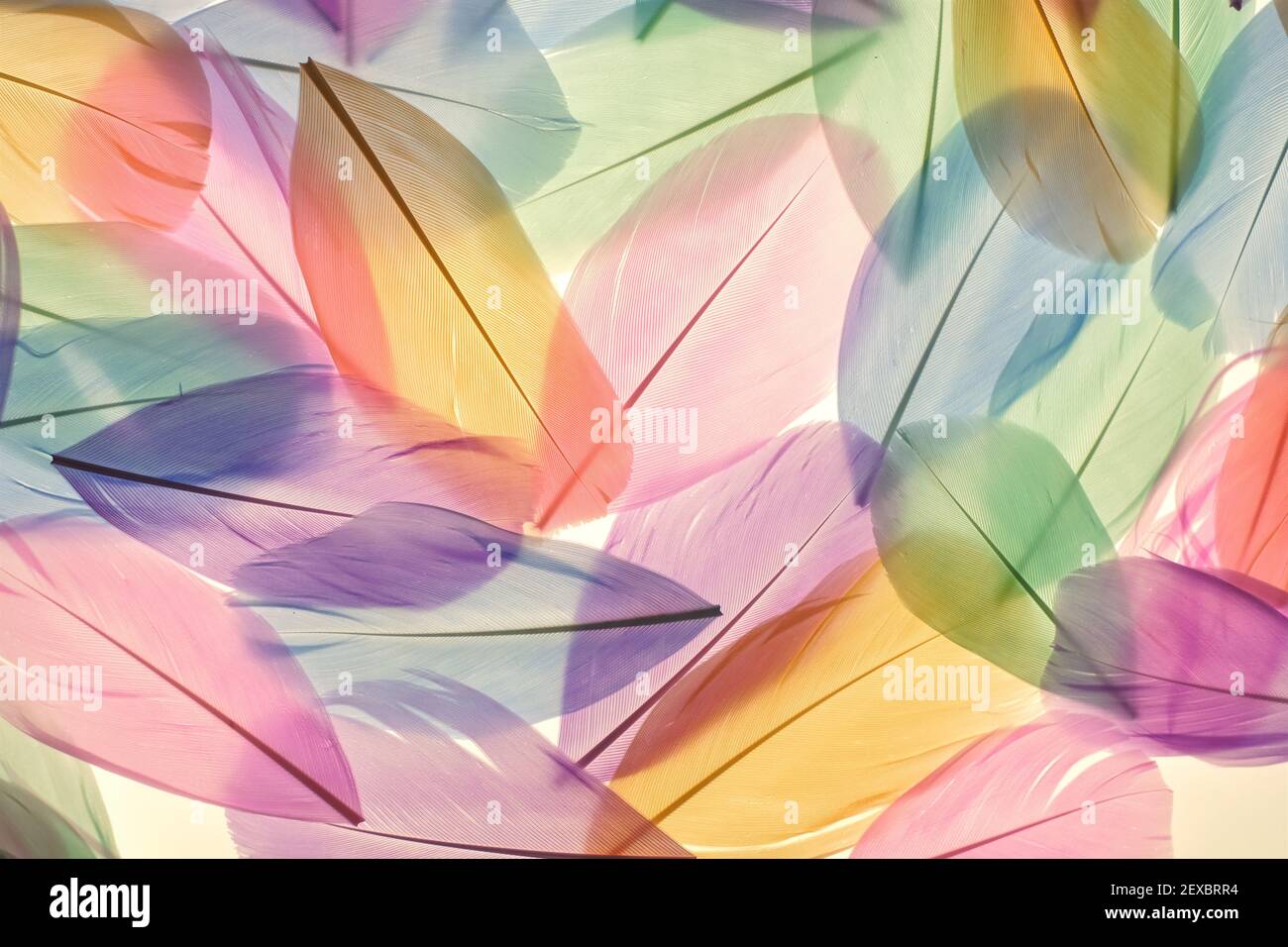 Feathers multicolored background in pastel colors. Feathers set pattern. Natural pastel feathers in muted colors.Beautiful natural feathers surface Stock Photo