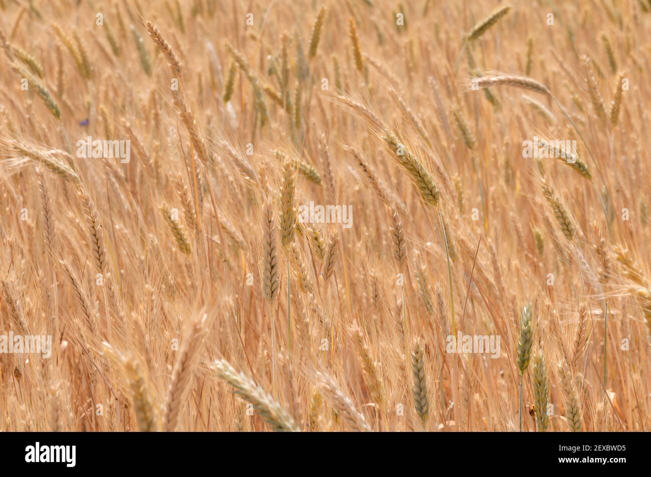 Cornfield Stock Photo