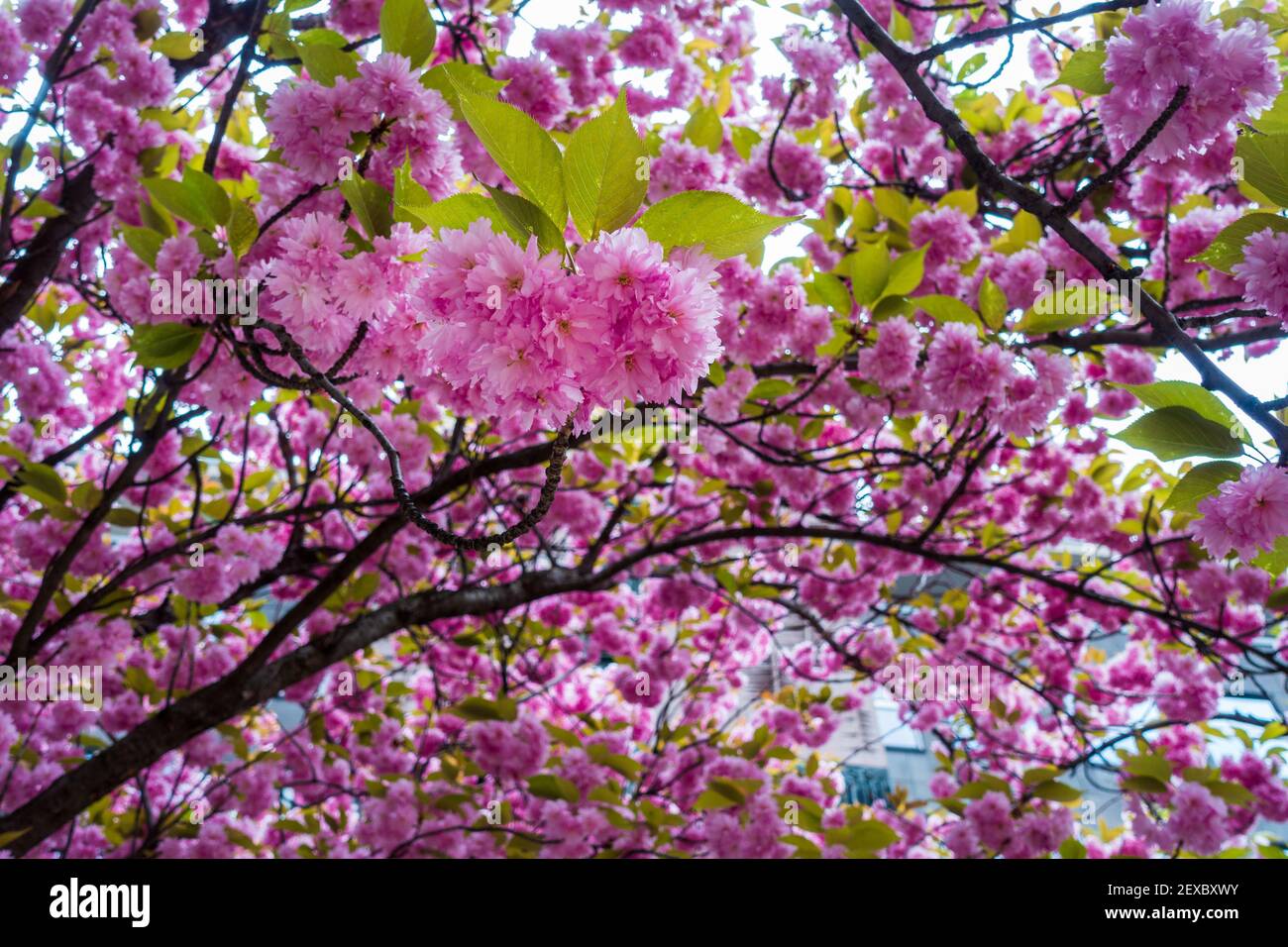 Beautiful pink cherry blossoms. Japanese sakura flowers on a cherry ...