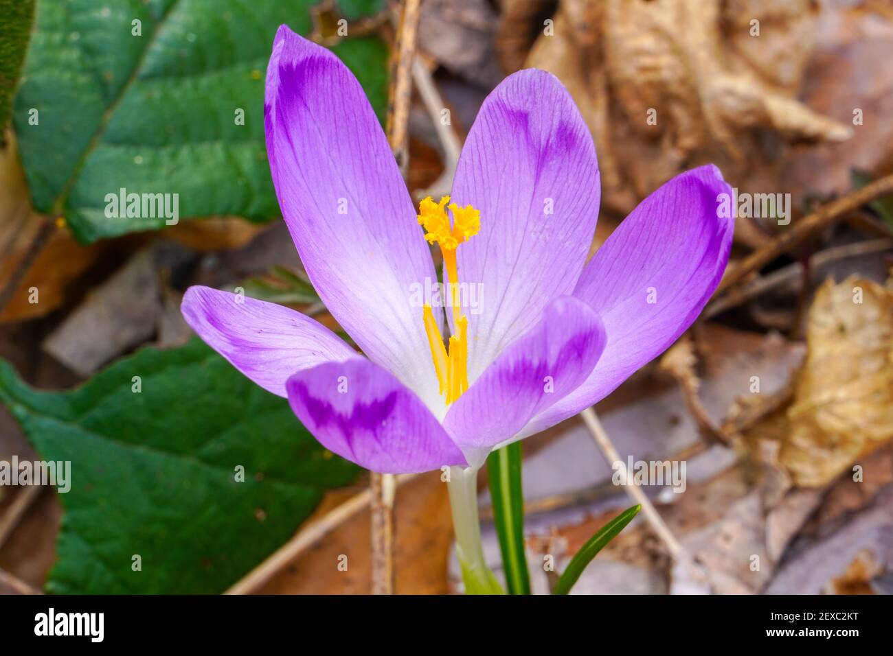 Blooming purple saffron flower. Early spring violet crocuses in the forest. Autumn leafs background. Stock Photo