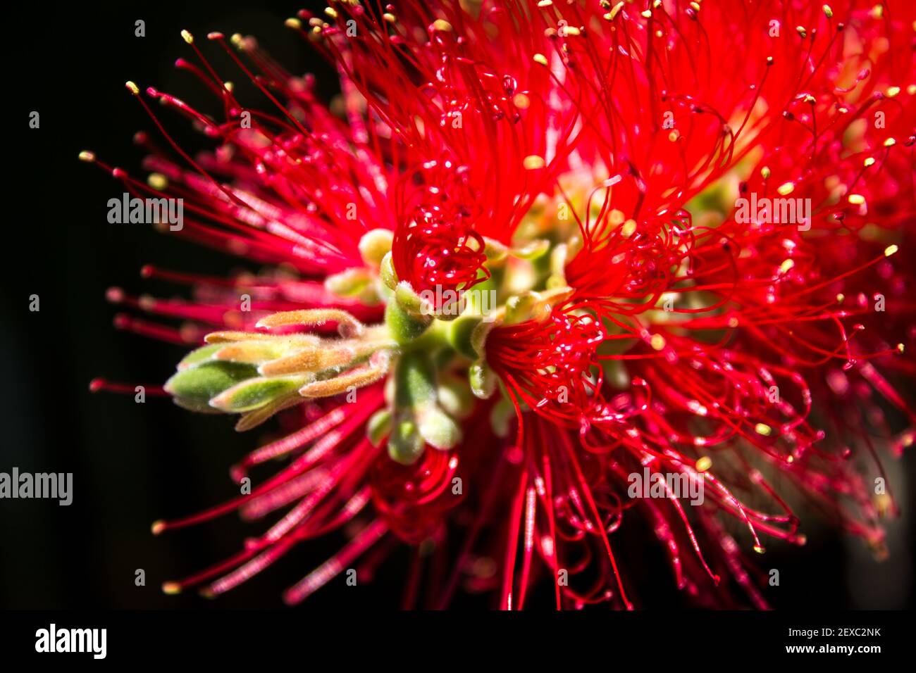 Close-up of the bright red Stamens of a Bottle brush, Melaleuca viminalis, against a black background Stock Photo