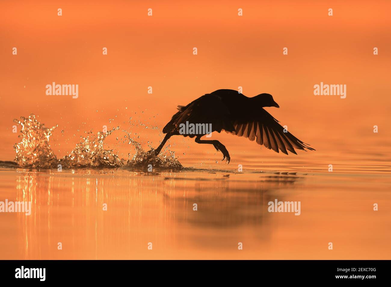 Delvis had Stolpe The Eurasian coot, also known as the common coot, or Australian coot, is a  member of the rail and crake bird family, the Rallidae Stock Photo - Alamy