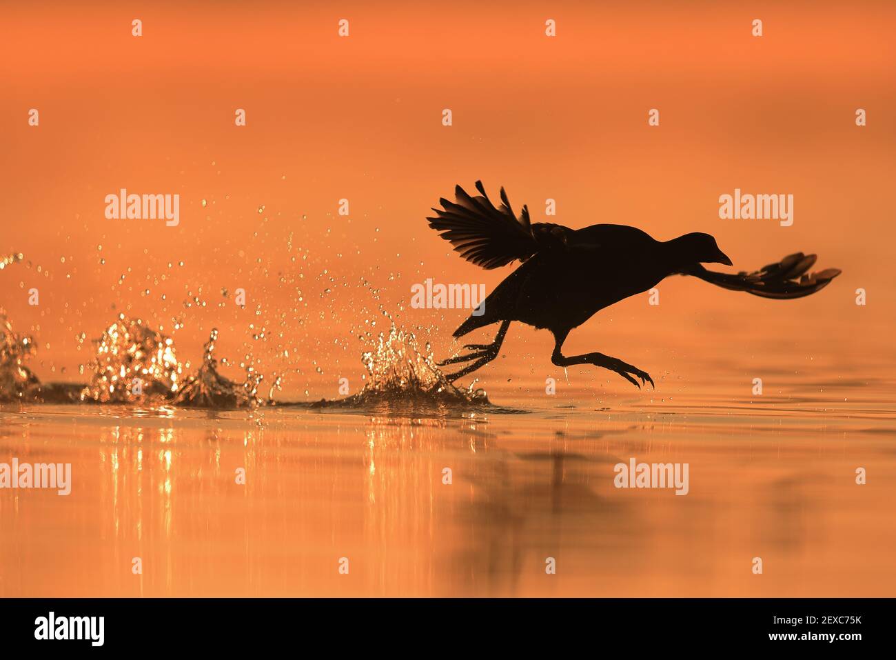 The Eurasian coot, also known as the common coot, or Australian coot