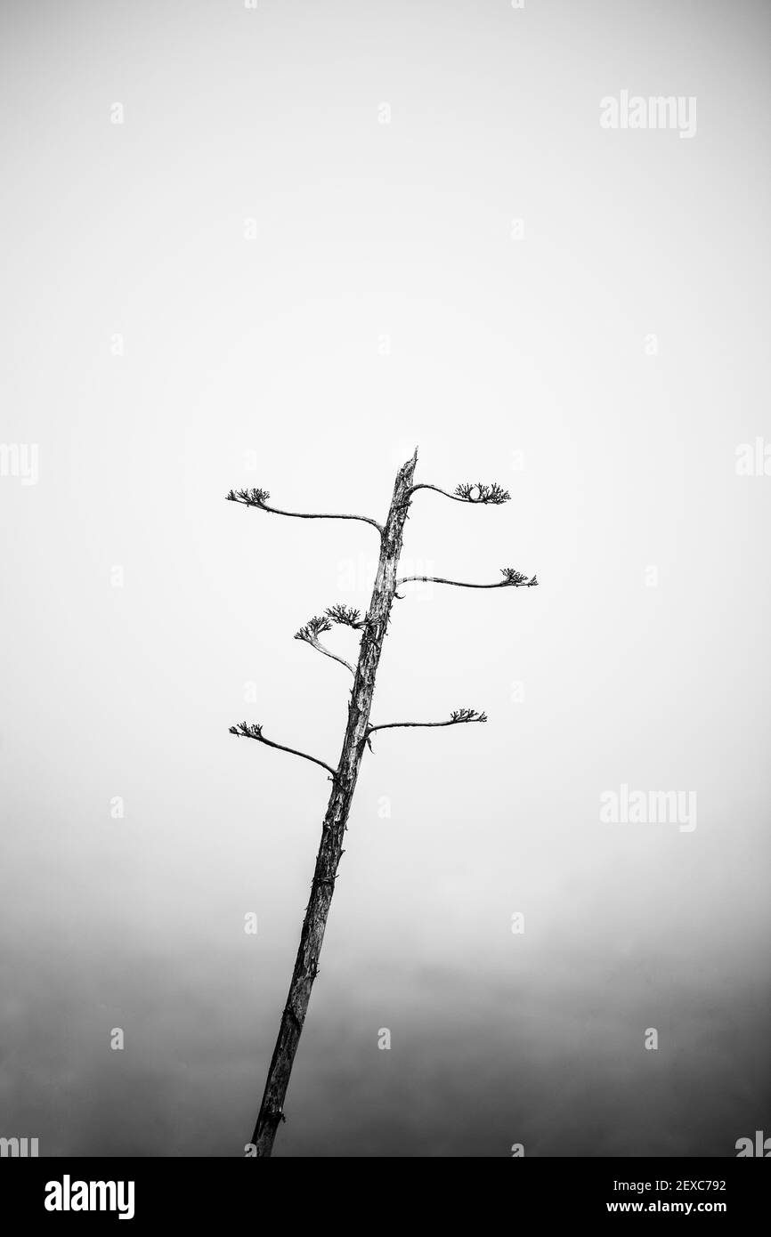 Fotografía en blanco y negro de árbol deshojado. Concepto de soledad. Stock Photo