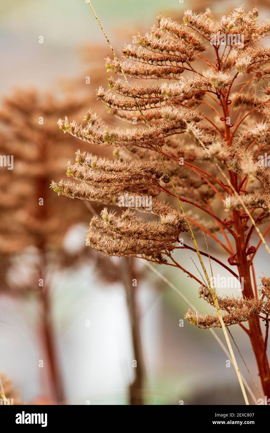 Fotografía cerrada de una flor. Concepto de naturaleza Stock Photo