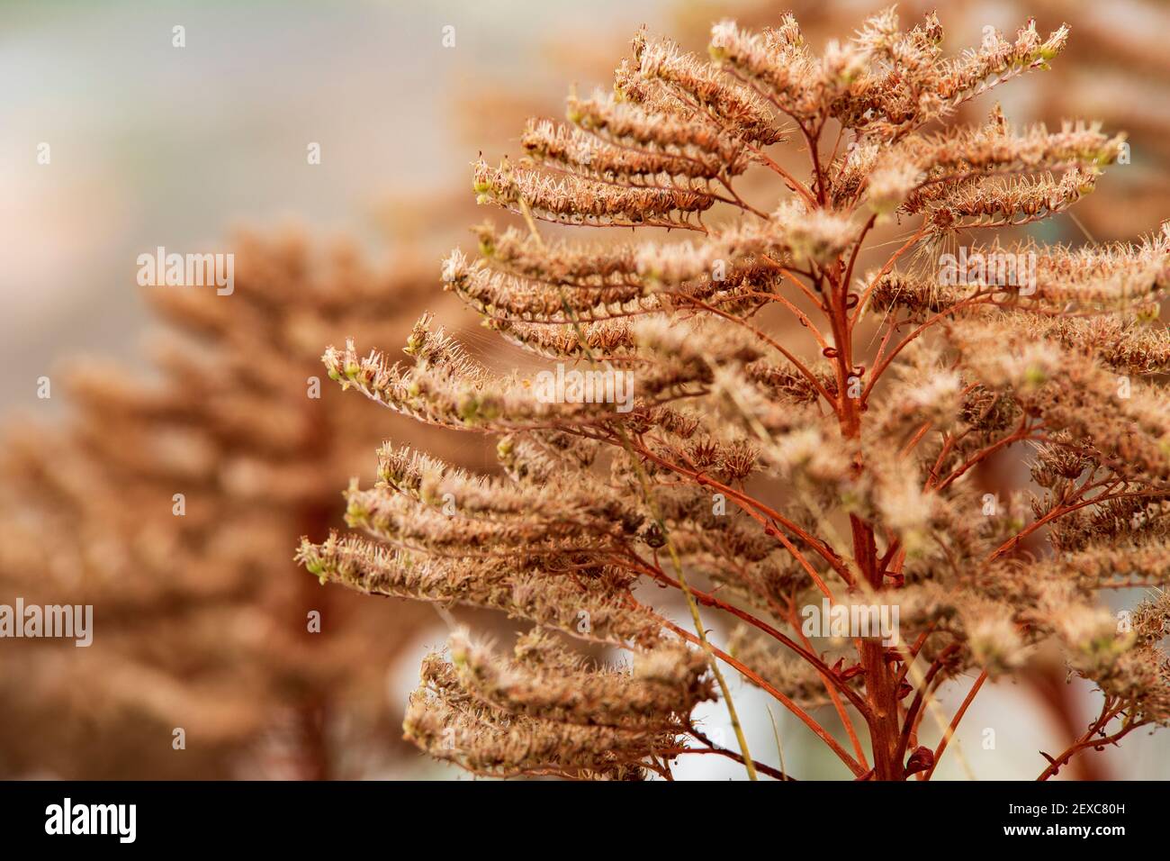 Primer plano de flor roja en el campo. Conjunto. Desenfoque Stock Photo