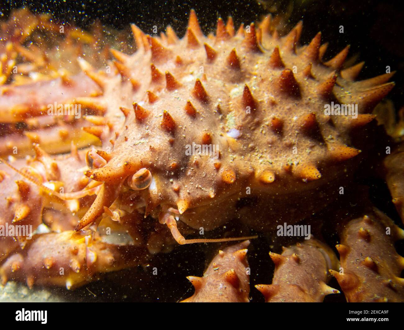 Juvenile King Crab Close-Up Underwater in Southeast Alaska, USA Stock Photo