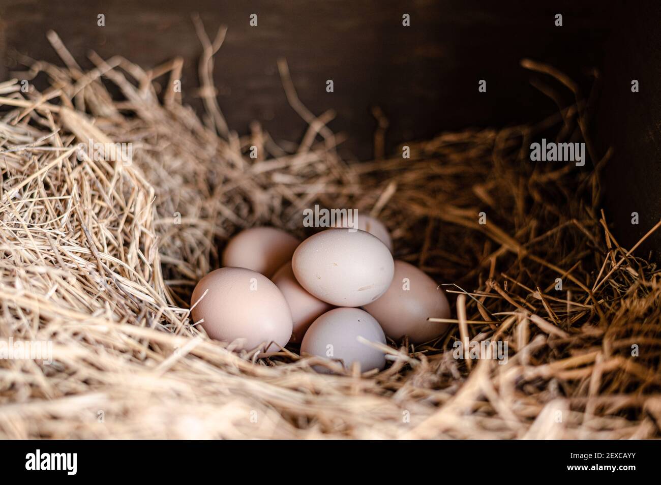 Hen in nest box hires stock photography and images Alamy