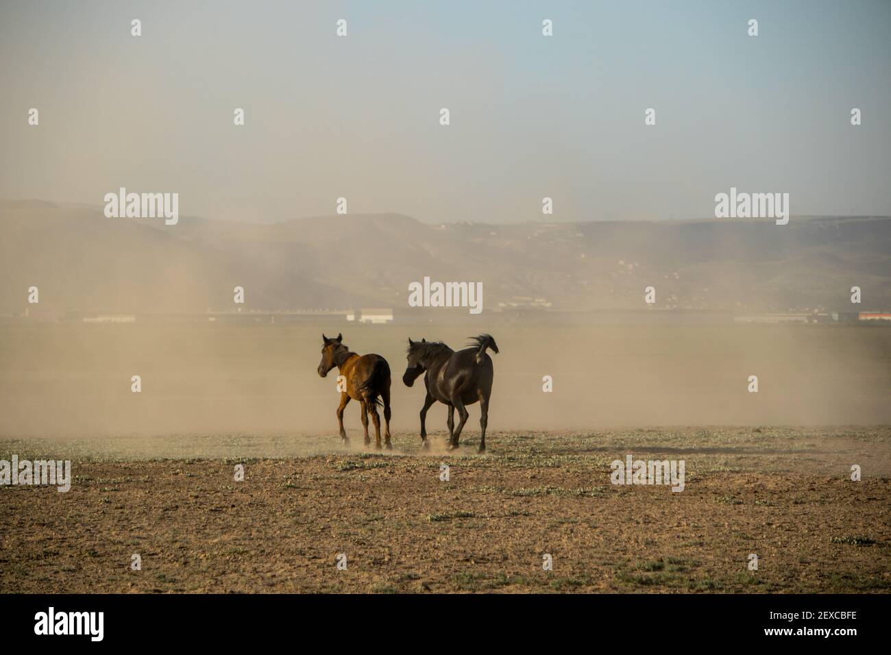 wild horse herds running in the ground, kayseri, turkey Stock Photo