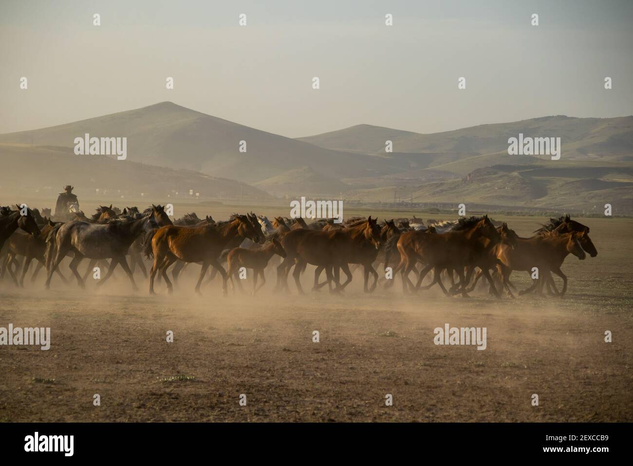 wild horse herds running in the reed, kayseri, turkey Stock Photo