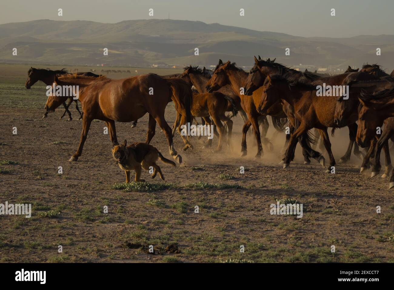 wild horse herds running in the reed, kayseri, turkey Stock Photo