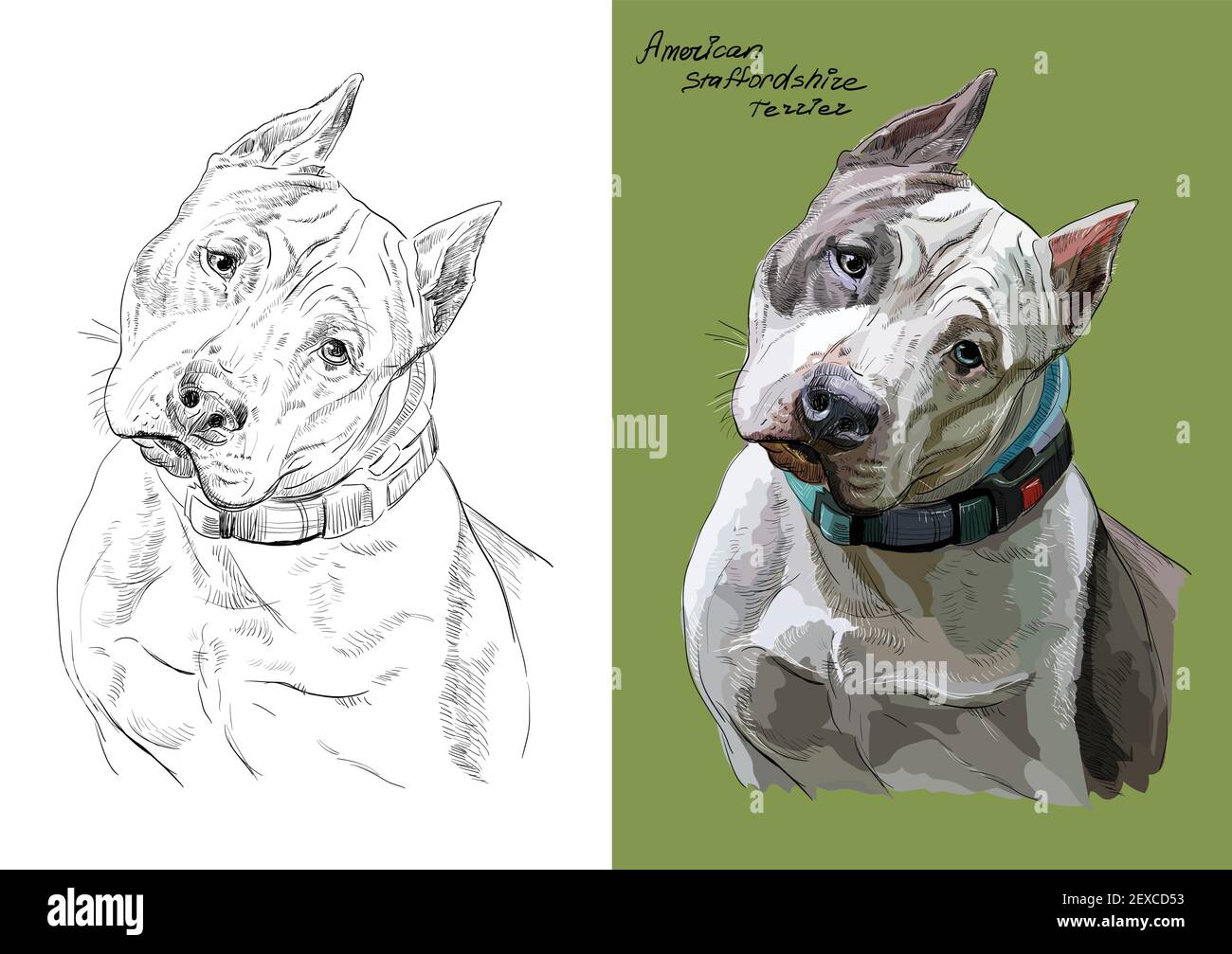 North american staffordshire terrier sales