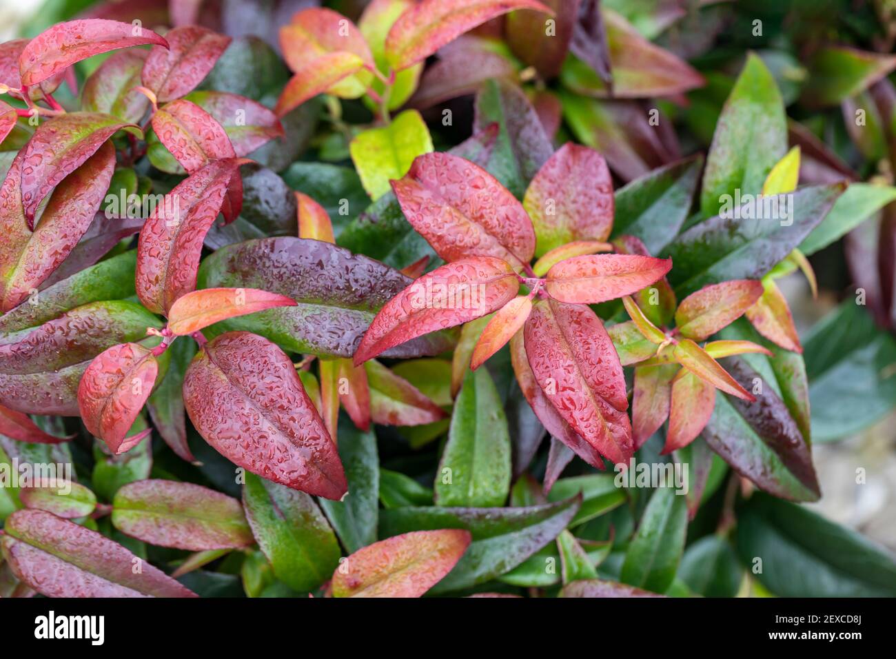 Close up of the colourful glossy leaves of evergreen shrub Leucothoe fontanesiana Dark Diamond.  Taken after a shower of rain,  England, UK Stock Photo