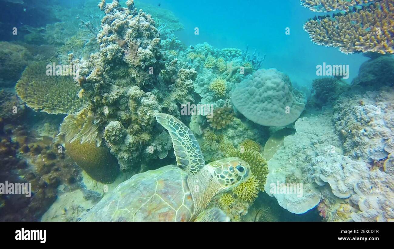 Green Turtle Swims Among Coral Reef in Zanzibar, Tanzania Stock Photo