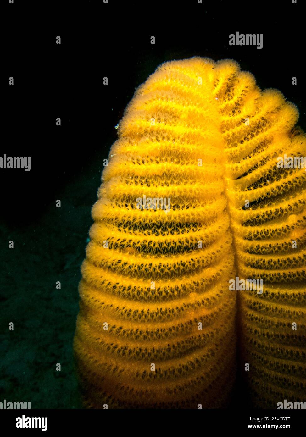 Orange Sea Pen Against Black Background Underwater Southeast Alaska,US Stock Photo